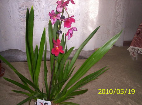 Cambria orchidea