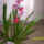 Cambria_orchidea_750735_96369_t