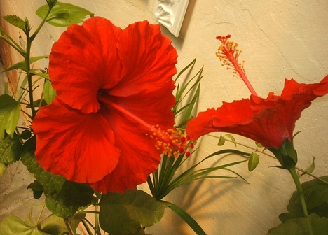 hibiszkusz