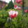 Tulipan-001_750424_99324_t