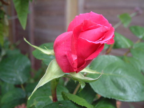 VIRAG rózsa bimbó