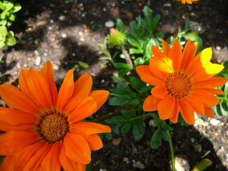 k. gerbera