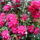 Rhododendron_761223_88823_t