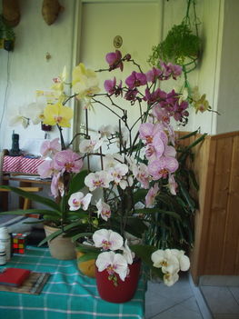 orchideáim.