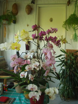orchideák.