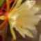 Epiphyllum virága