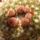 Notocactus2_765973_70723_t