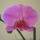 Hosszu_ido_utan_vegre_kinyiltam_766738_69120_t