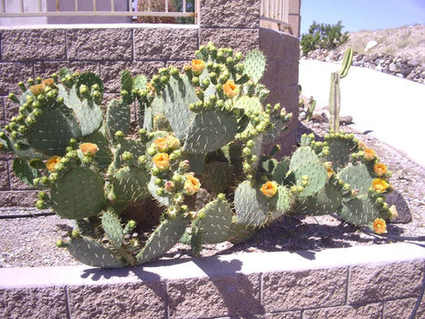 Karole cactus bush 05-07-2010 (2)