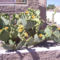 Karole cactus bush 05-07-2010 (2)