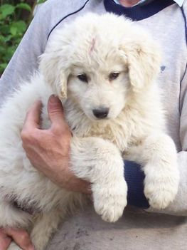 Kuvasz baba