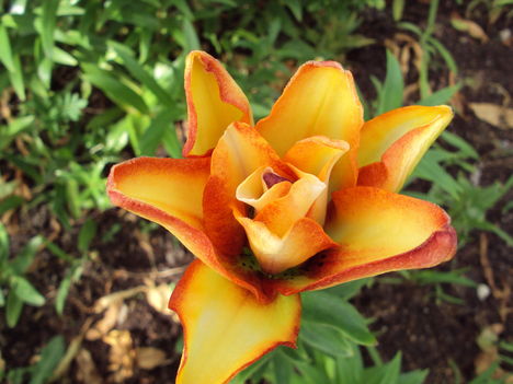 liliom 2010 {7}