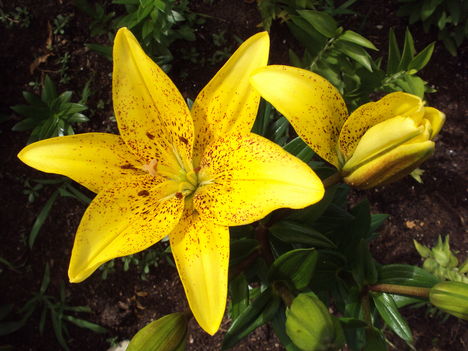 liliom 2010 {8}