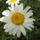 Margareta_2010-004_766227_95784_t