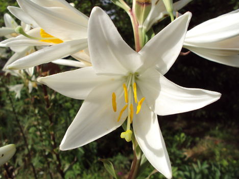 margitnapi liliom 2010