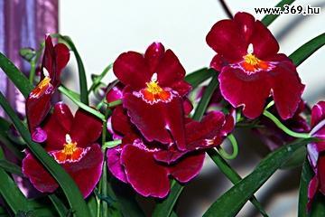 orchidea10