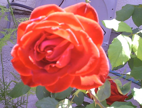 piros rozsa 2009 july-2web