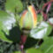 sarga rozsa bimbo 2010web