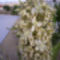 yucca viraga 2009 june-2web