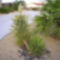 yucca viraga 2009 june-3web