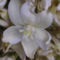 yucca viraga 2009 juneweb