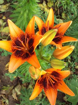 liliom 2010 {12}