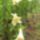 Liliom_2010_9_767691_47311_t