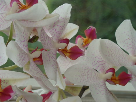 orchidea 12