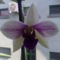 orchidea 14