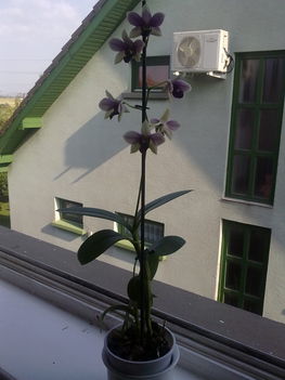 orchidea 15