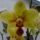 Orchidea_1_767266_28010_t
