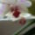 Orchidea_20_10_767300_11178_t