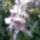 Orchidea_20_11_767301_84435_t