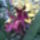 Orchidea_20_12_767302_61547_t