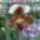 Orchidea_20_13_767303_13678_t