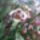 Orchidea_20_14_767304_13865_t