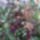 Orchidea_20_15_767305_51523_t