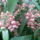 Orchidea_20_16_767306_58560_t