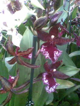 orchidea 20/ 18