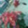 Orchidea_20_19_767309_80306_t