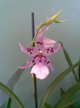 orchidea 20/ 1