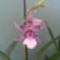 orchidea 20/ 1