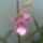 Orchidea_20_1_767291_26184_t
