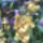 Orchidea_20_20_767310_33001_t