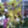 Orchidea_20_21_767311_20397_t