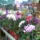 Orchidea_20_22_767312_51961_t