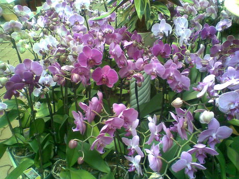 orchidea 20/ 23