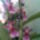 Orchidea_20_3_767293_53668_t