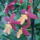 Orchidea_20_8_767298_54235_t