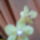 Orchidea_3_767268_11024_t